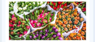 Ámsterdam 3 dîas con Vuelos desde 262€.