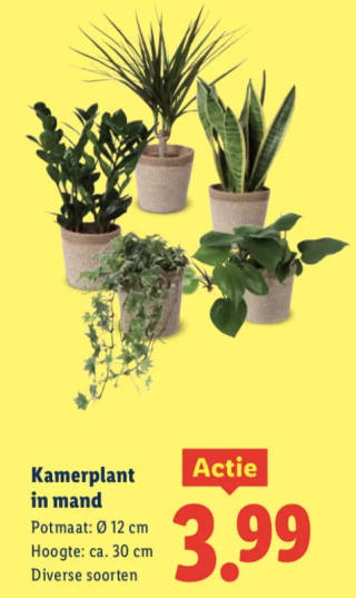 Kamerplant in mand voor €3,99 bij de Lidl