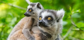 50% korting op tickets voor de dierentuin bij meespelen VriendenLoterij