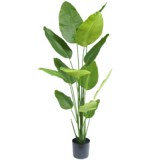Tot 50% korting tijdens de sale bij easyplants