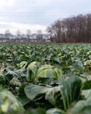 16 kg Witte Kool voor €4,95