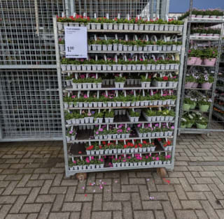 10 perkplantjes voor €1 tijdens de Plantjesmarkt bij de Gamma