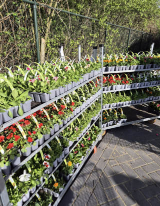 Plantjes markt bij de Lidl, plantjes vanaf 0,99 euro
