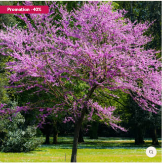 1 Pot de Siliquastrum L'Arbre de Judée à 9,90€