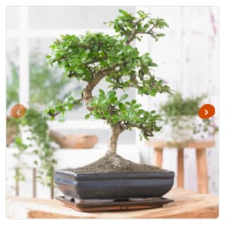 Pot mini arbre Bonsaï Japonais 'S' plante naturelle à 25,95€