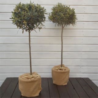 Pair of Premium Quality Standard Olive Trees (circa 100–120cm) – Olea europea – £29.9