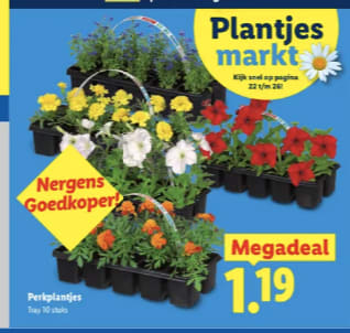 Plantjes markt bij de Lidl