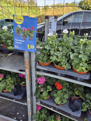 Plantjes markt bij de Lidl, plantjes vanaf 0,99 euro