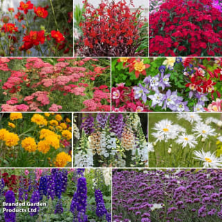60 Plug Plants (6 of Each Variety) – £9.99 (With Code) Suttons