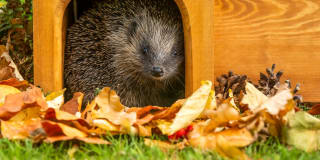 Gratis Stekelrace bordspel van OERRR