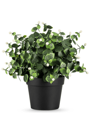 Tot 50% korting tijdens de sale bij easyplants