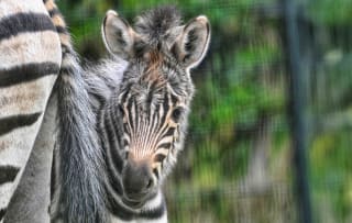 Diergaarde Blijdorp voor €21,50