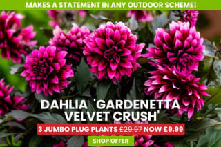 Free Delivery On Everything - With Code - Including 69p Seed Packs, Plants Bulbs, Gar