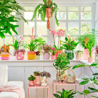 20% korting op kamerplanten en potten bij Intratuin