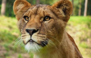 Entreeticket Safaripark Beekse Bergen voor €21,35 via Tripper