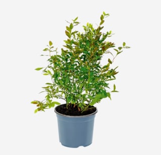 Plant de myrtille Gardenline à 3,99€