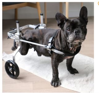 Chariot pour chien handicapé pattes arrières Zolia Orthopedic à 79,99€