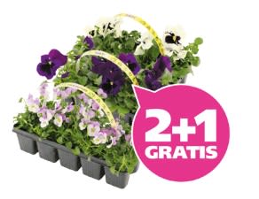 2+1 gratis op Viola cornuta clayette 10-pack bij Ranzijn
