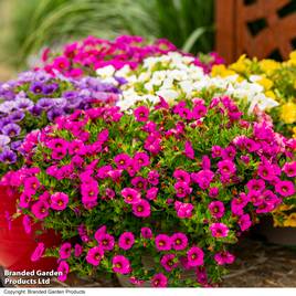 £10 Off A £20 Spend across entire range of plants, bulbs, seeds and gardening equipm