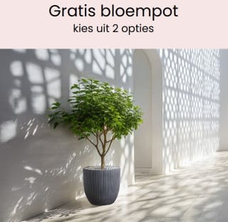 Gratis bloempot bij besteding vanaf €450 bij Beliani