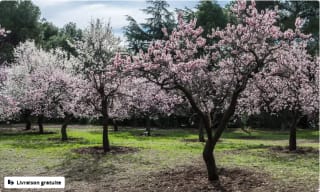 Amandiers à fleurs, marque OH2 à 30,59€