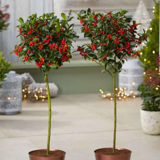Pair of Festive Holly Trees with Berries – £19.99