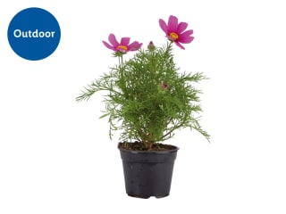Assorted Flowering Plants 13cm Pot for £1.99 at Lidl