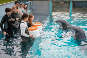 Entree Dolfinarium voor €14,50 bij Dolfinarium