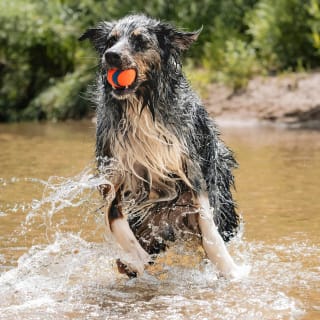 Chuckit Golf Ultra Ball (taille L) pour chien à 5,47€ chez Amazon