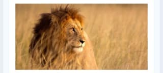 Safaris y Relax 10 días en playas de Kenia desde 1699€.