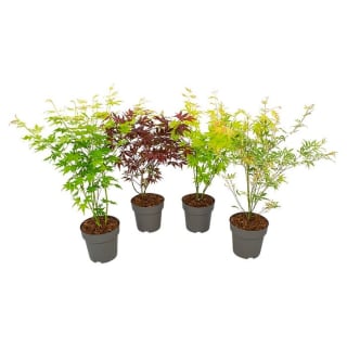 Acer Erable du Japon (pot Ø15 cm) pour 10,99€ chez Truffaut