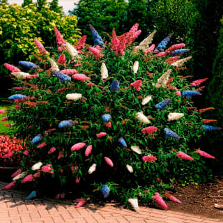 Arbre à papillons tricolore Buddleja davidii à 9,99€ chez Willemse