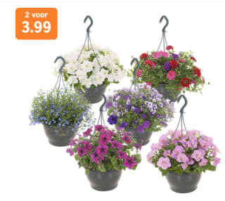 Prijsfout! 2 Hangpotten perkplanten voor €3,99 bij de AH