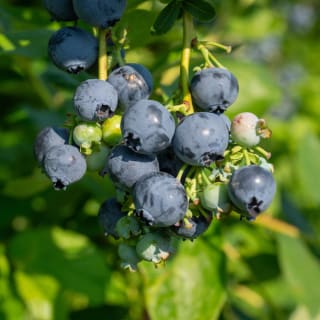 Myrtillier Giant Patriot (Vaccinium corymbosum) à 9,99€ chez Willemse