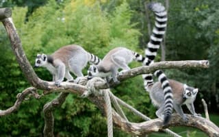 Safari Lodge & Suite Zoo de la Flèche à partir de 152€ chez Voyage Privé