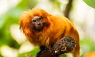 ZooParc Overloon – dagentree €17,50 i.p.v. €25