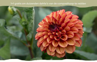 1+1 gratis op Biologische dahlia knollen bij Plukkers