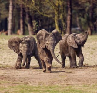 Entreeticket Safaripark Beekse Bergen voor €21 via de Etos