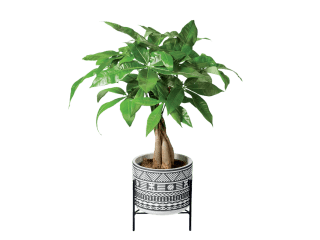 Kamerplant op draagvoet voor €6,49 bij de Lidl