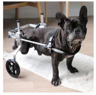 Chariot pour chien handicapé pattes arrières Zolia Orthopedic à 79,99€