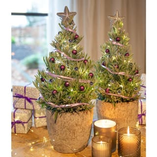 Pair of Lavender Christmas Trees for £14.99