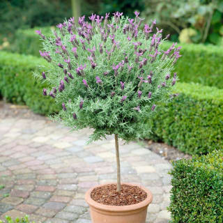 Lavande Papillon sur Tige en Pot à 9,99€