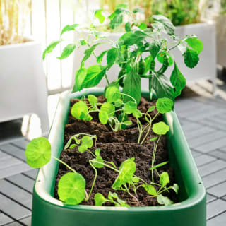 ASPAREN Macetero Verde 89x38cm por 44,99€