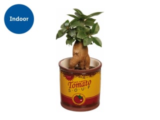 Plant in Mini Bucket for £2.99 at Lidl