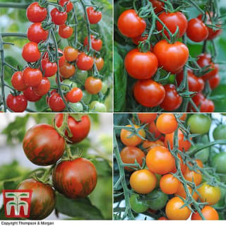 Nurseryman’s Choice Tomato Plants (5 Pack) – Thompson & Morgan