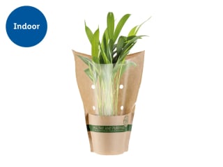 Air Purifying Plants - £3.99 at Lidl