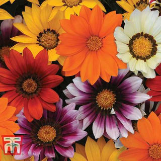 : Free Delivery On Everything - With Code - Including 69p Seed Packs, Plants Bulbs, G