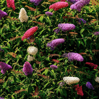 Arbre à papillons tricolore Buddleja davidii à 9,99€ chez Willemse