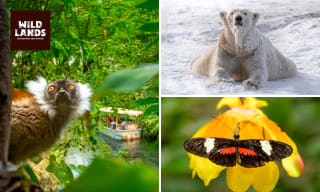 Ticket voor WILDLANDS Adventure Zoo Emmen voor €19,50 via Social Deal