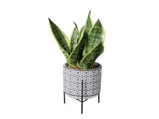 Kamerplant op draagvoet voor €6,49 bij de Lidl